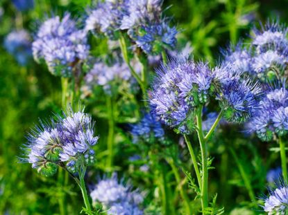 Purple Lacy Phacelia Flower