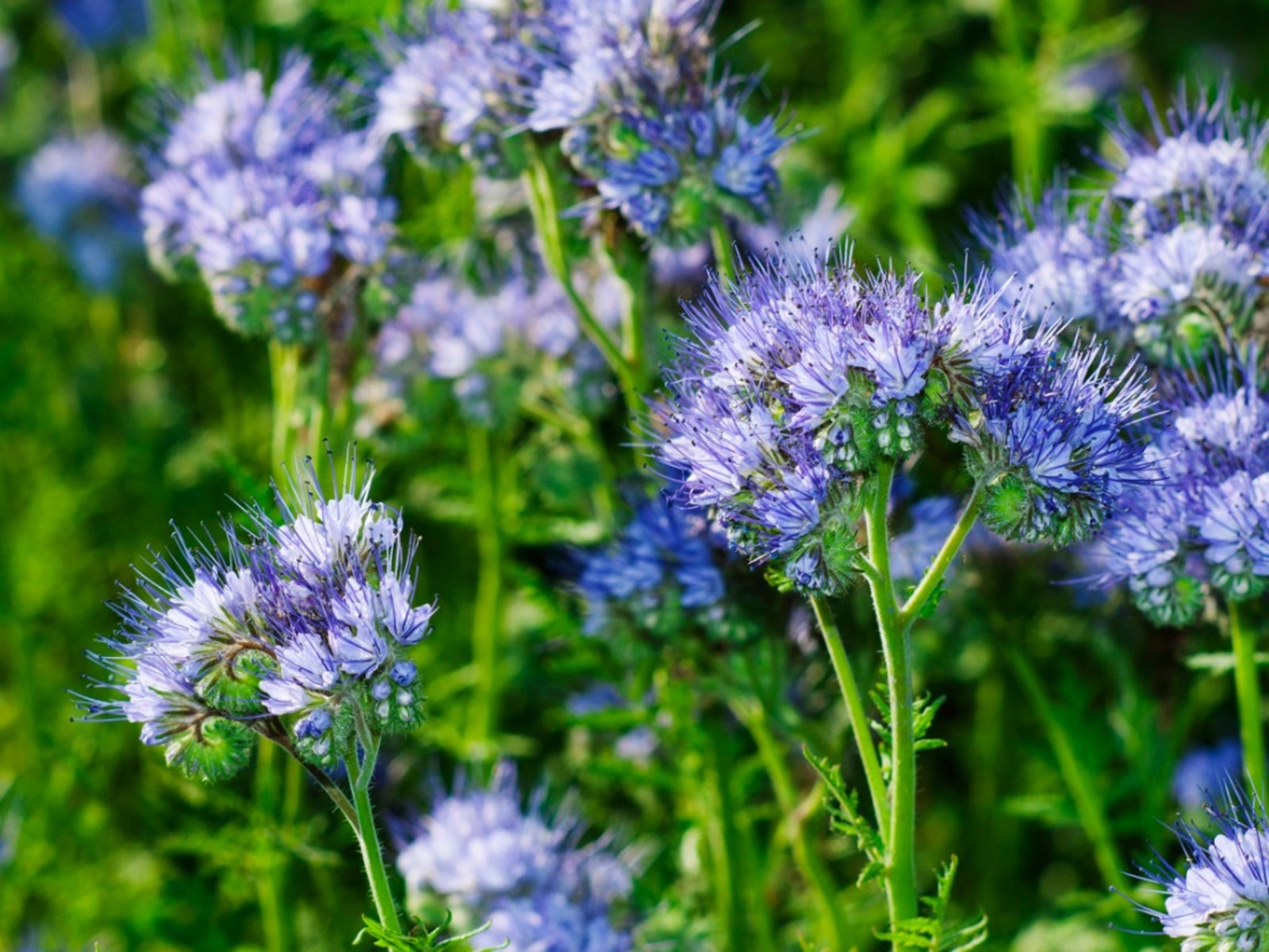 What Is Lacy Phacelia Learn About Growing Purple Tansy Wildflower 