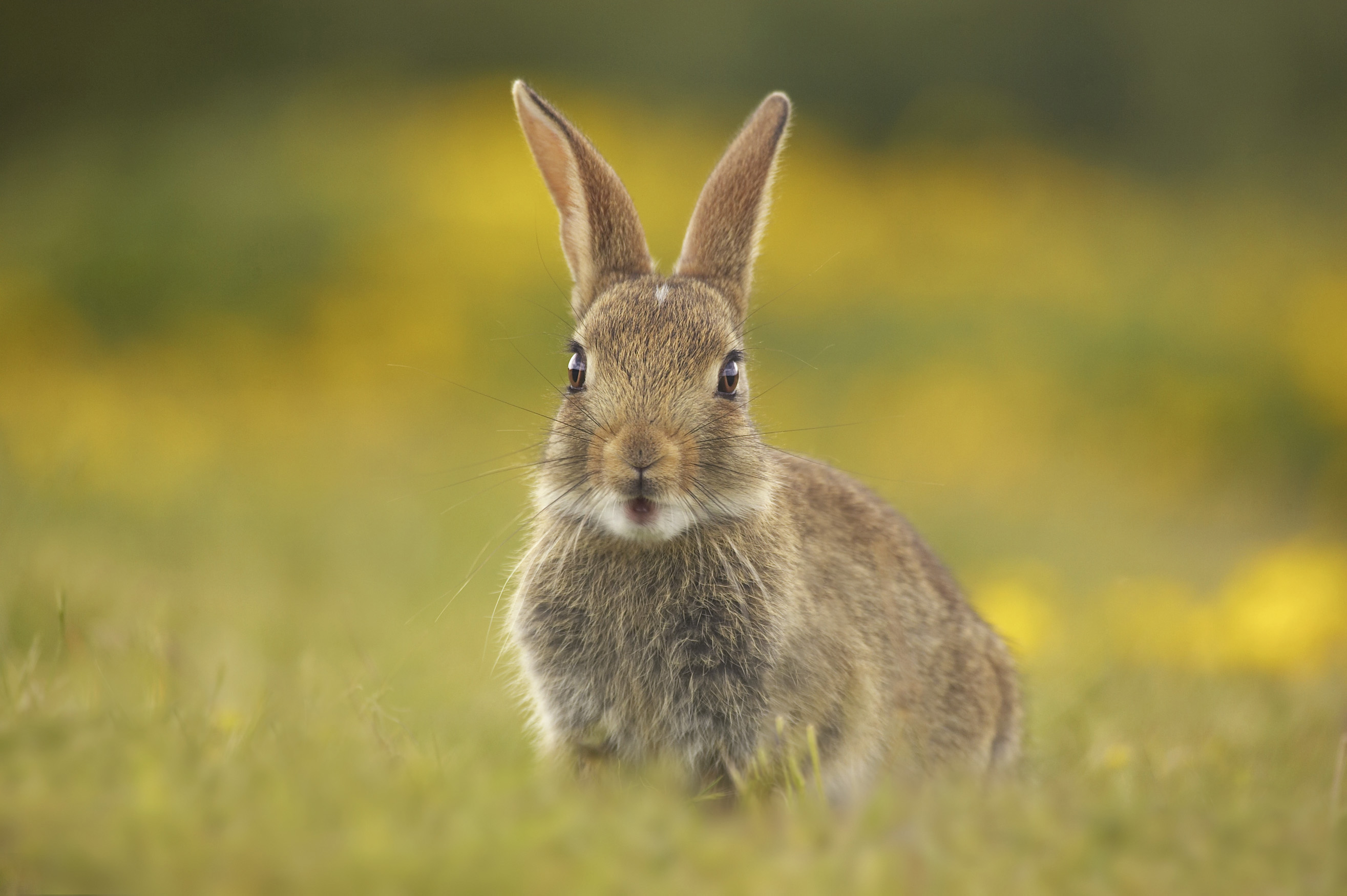 Young rabbit Oryctolagus cunniculus, Conwy RSPB reserve