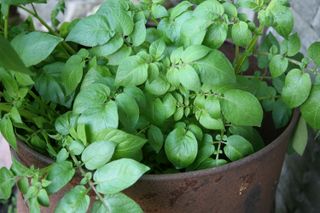 Potatoes growing in a pot