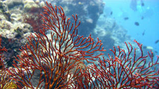 Synthetic coral could suck pollution out of the sea