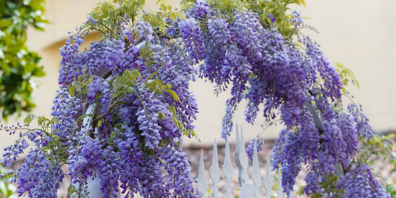 wisteria arch 