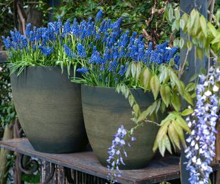 spring planter with Blue Magic muscari