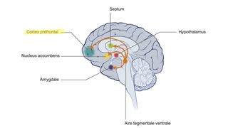 image of a brain with the reward centres labelled