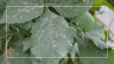 picture of leaves with a mildew issue growing on them 