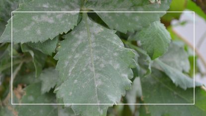 picture of leaves with a mildew issue growing on them
