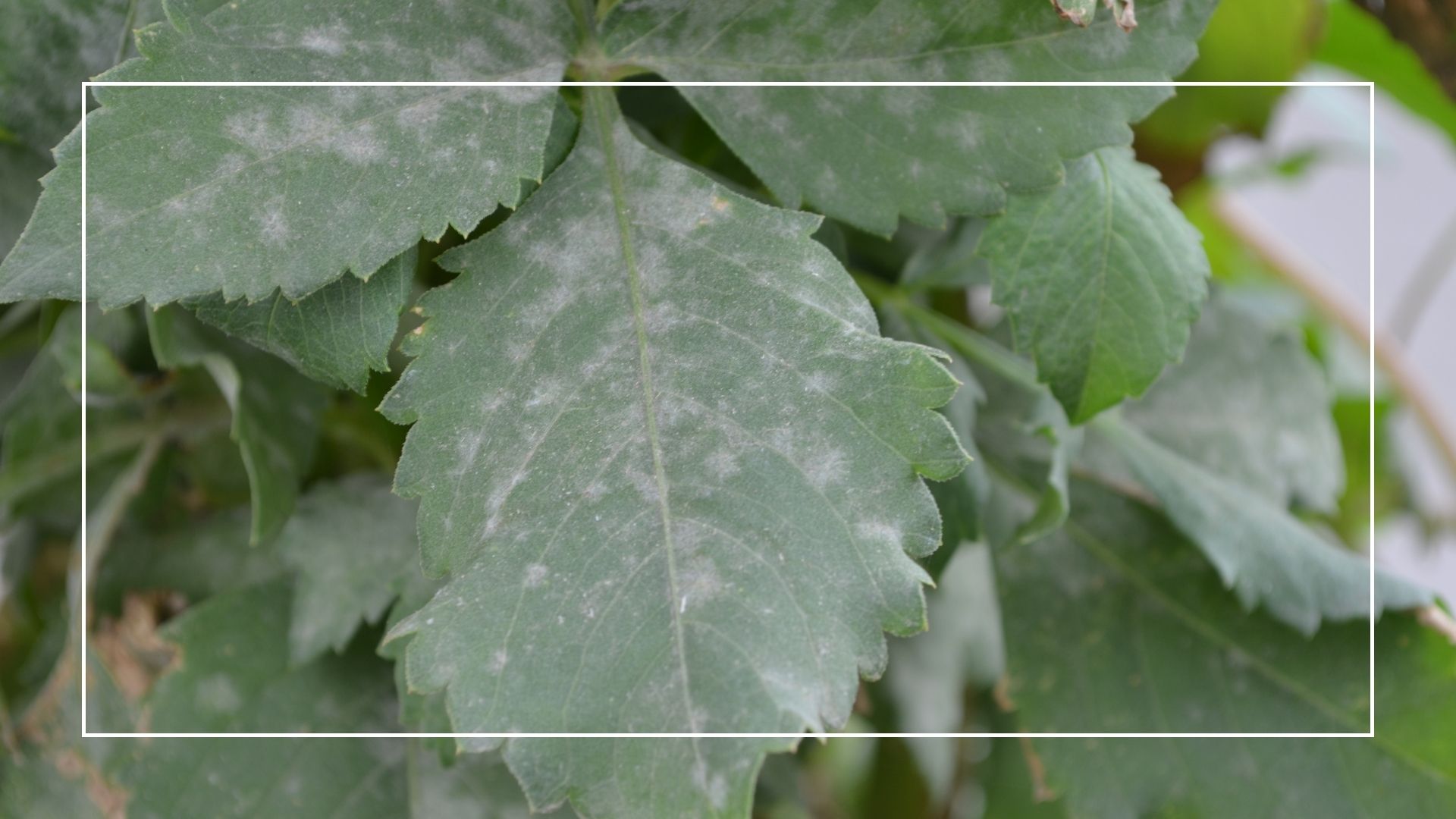 picture of leaves with a mildew issue growing on them 