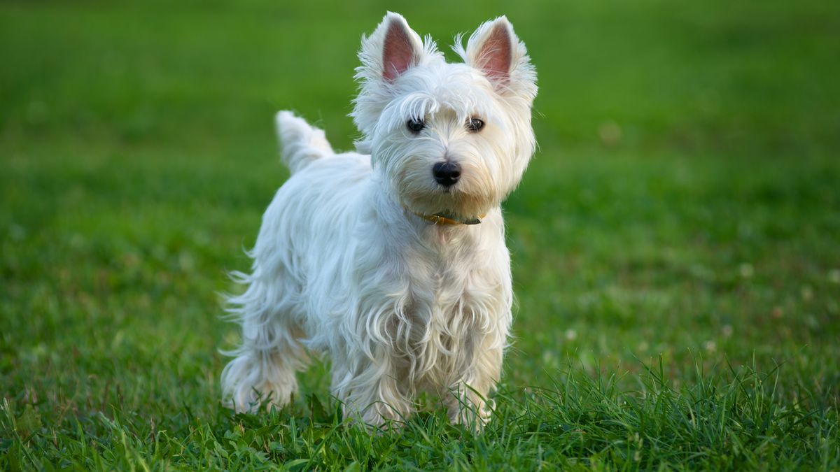 Seven small Scottish dog breeds PetsRadar