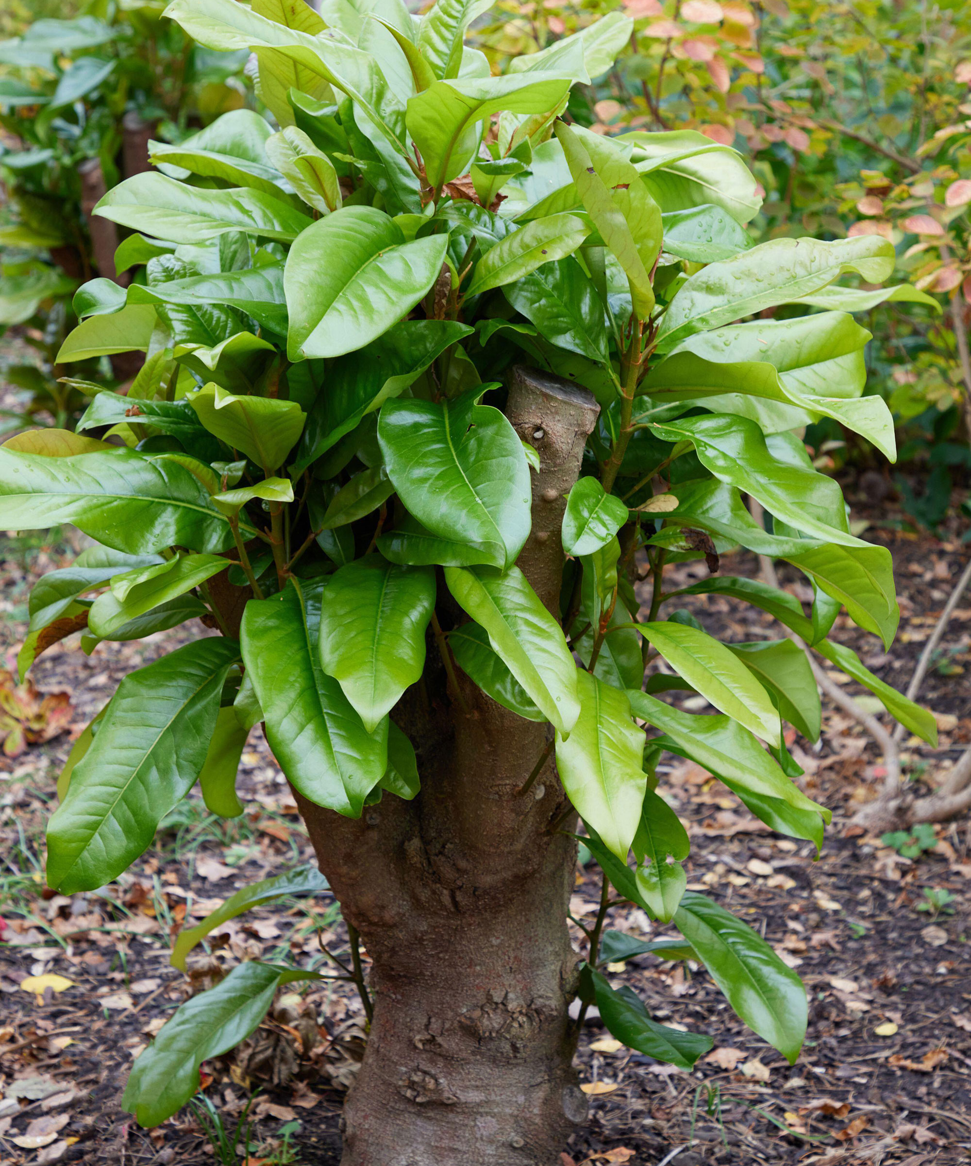 magnolia tree pruned back hard to a stump