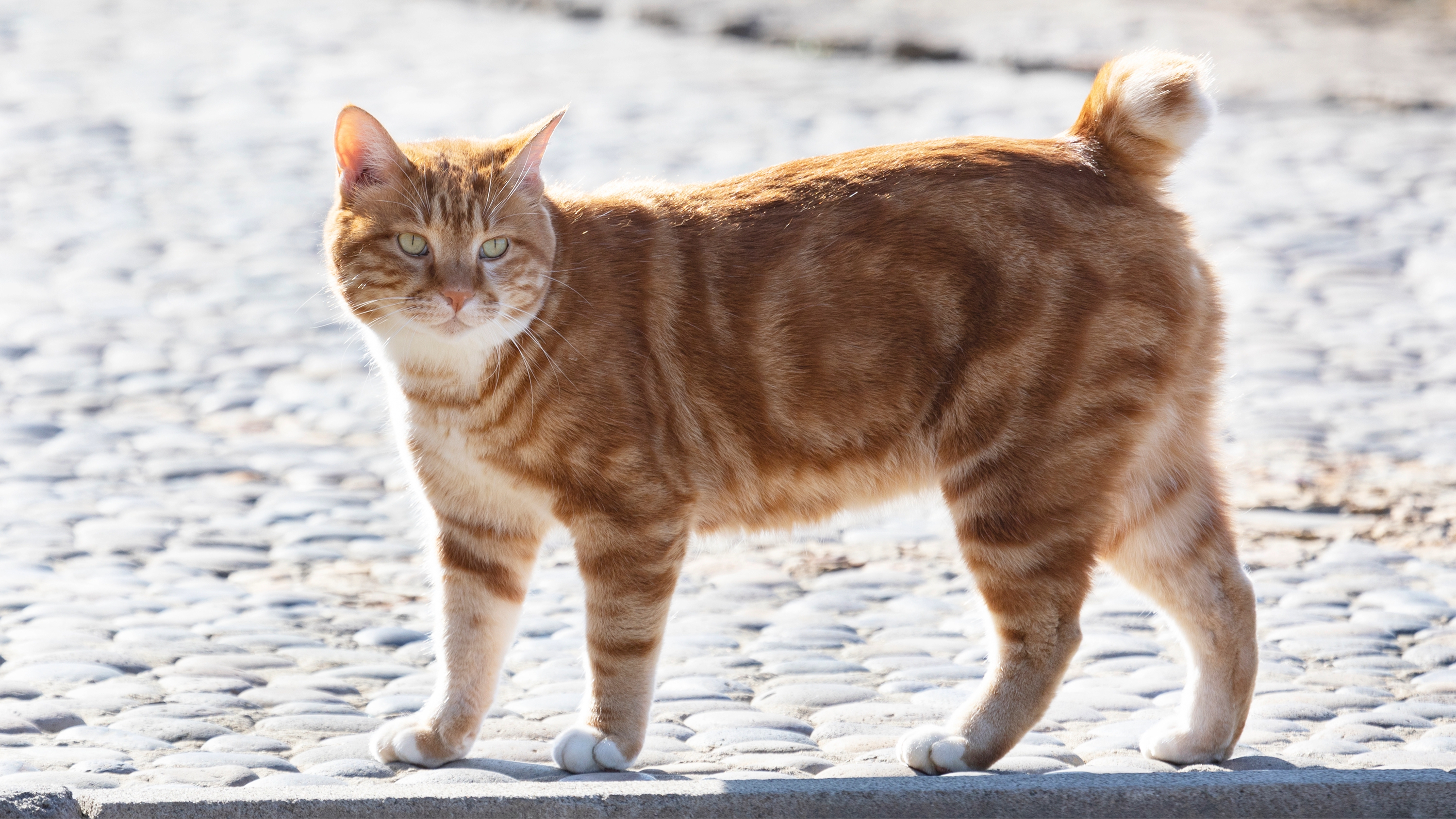 Kurilian Bobtail