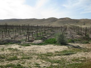 By using walls to channelize and collect floodwaters, ancient farmers made the most of scant rainfall to grow crops in the desert. These techniques are still used today, like in this vineyard near Sede Boqer, Israel.