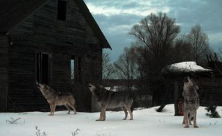 Wolves howl in an abandoned village in Chernobyl.