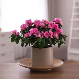 Pink flowering indoor azalea houseplant in beige ceramic pot