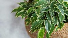 variegated weeping fig in woven basket