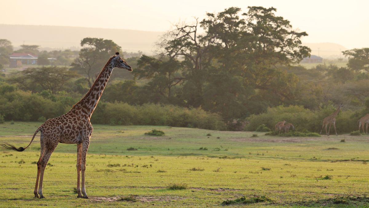 The Thrill of Kenya's Masai Mara National Reserve