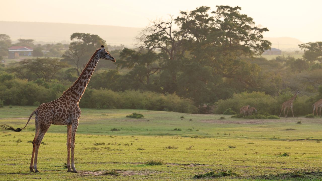 Masai Mara