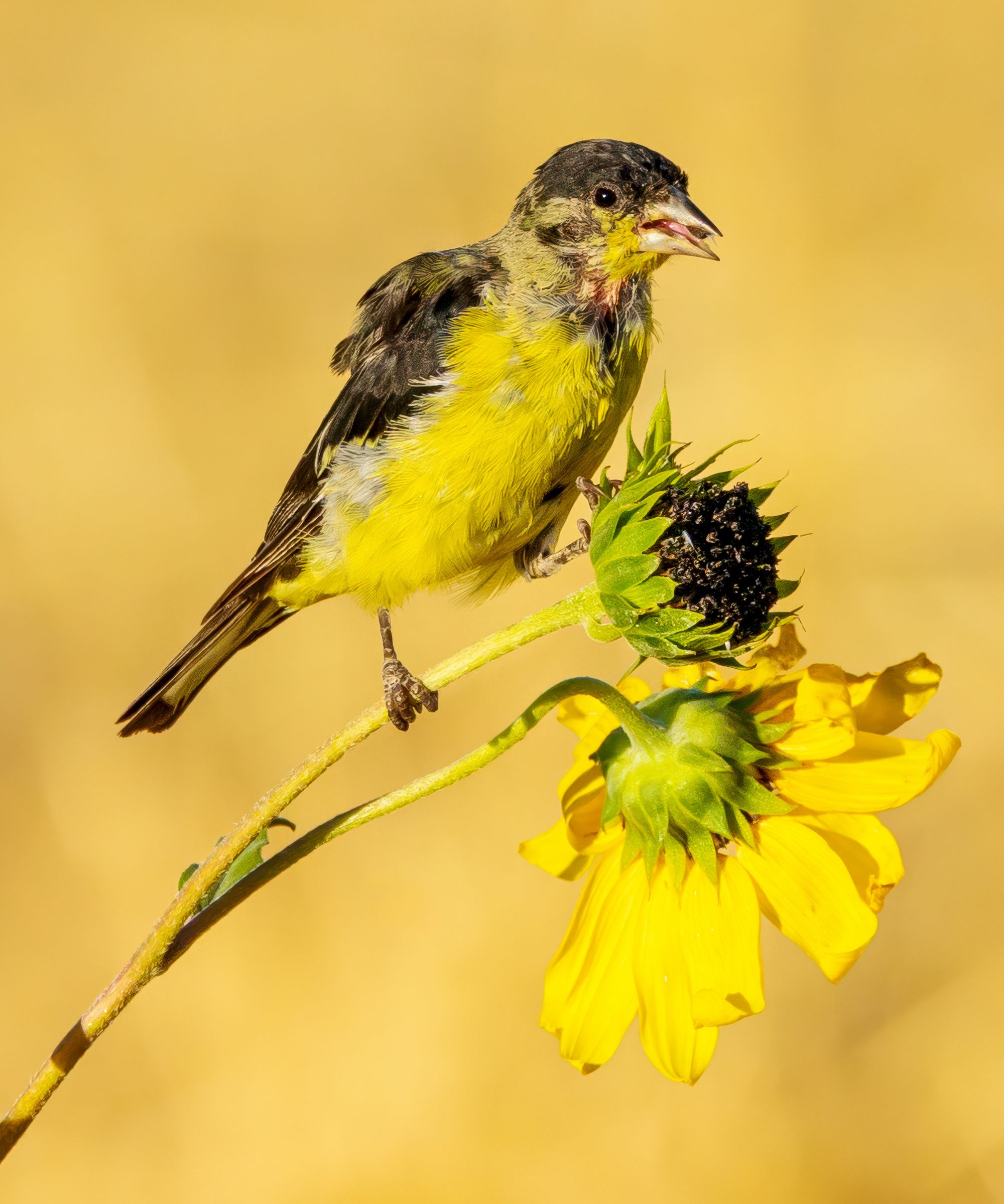 Yellow bird perched on a small yellow flower