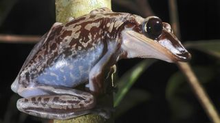 A Bruno's casque-headed frog sitting on a branch with a dark background.