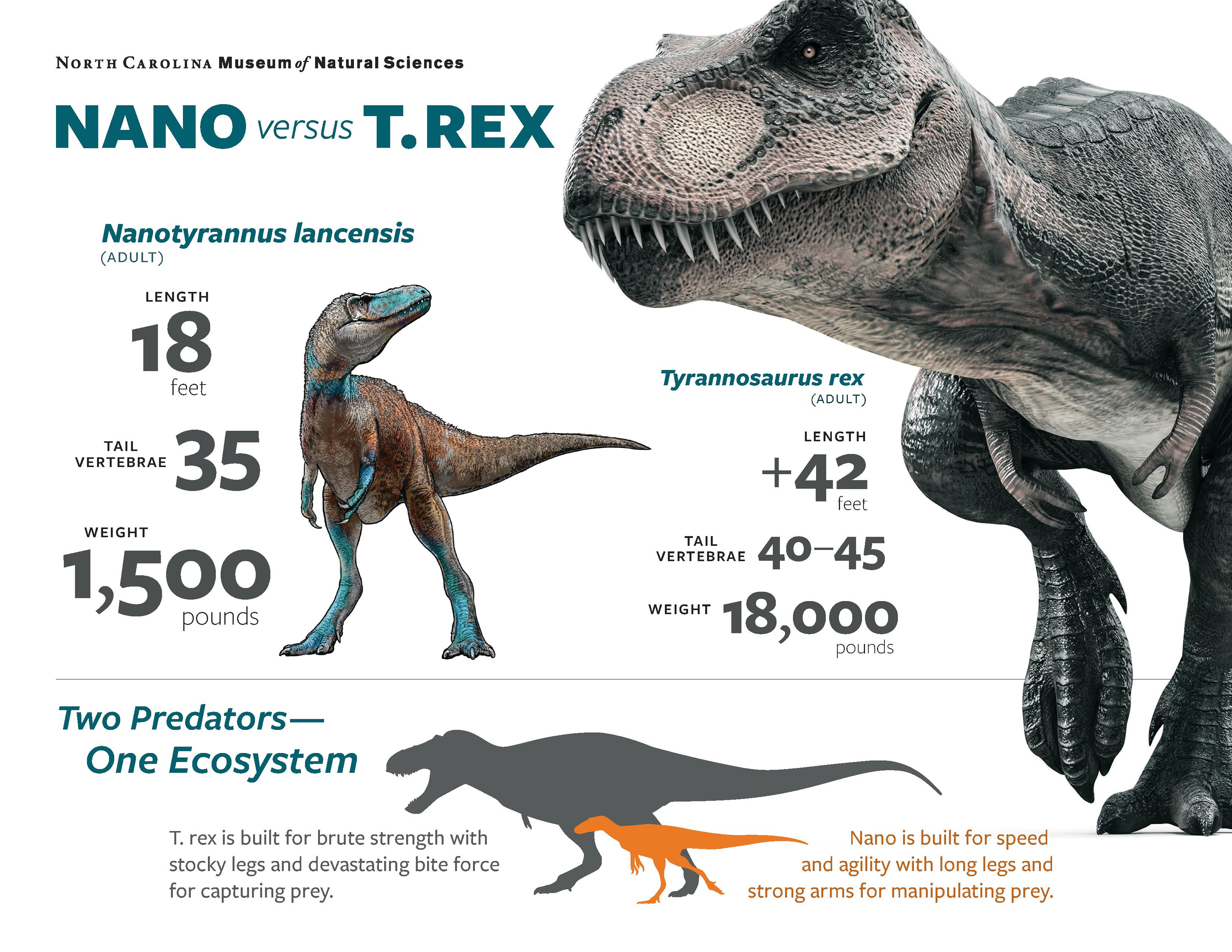 An infographic of Tyrannosaurus rex vs Nanotyrannus. There are differences in length, tail vertebrae and weight. It suggests that they lived in the same ecosystem in the same time period.