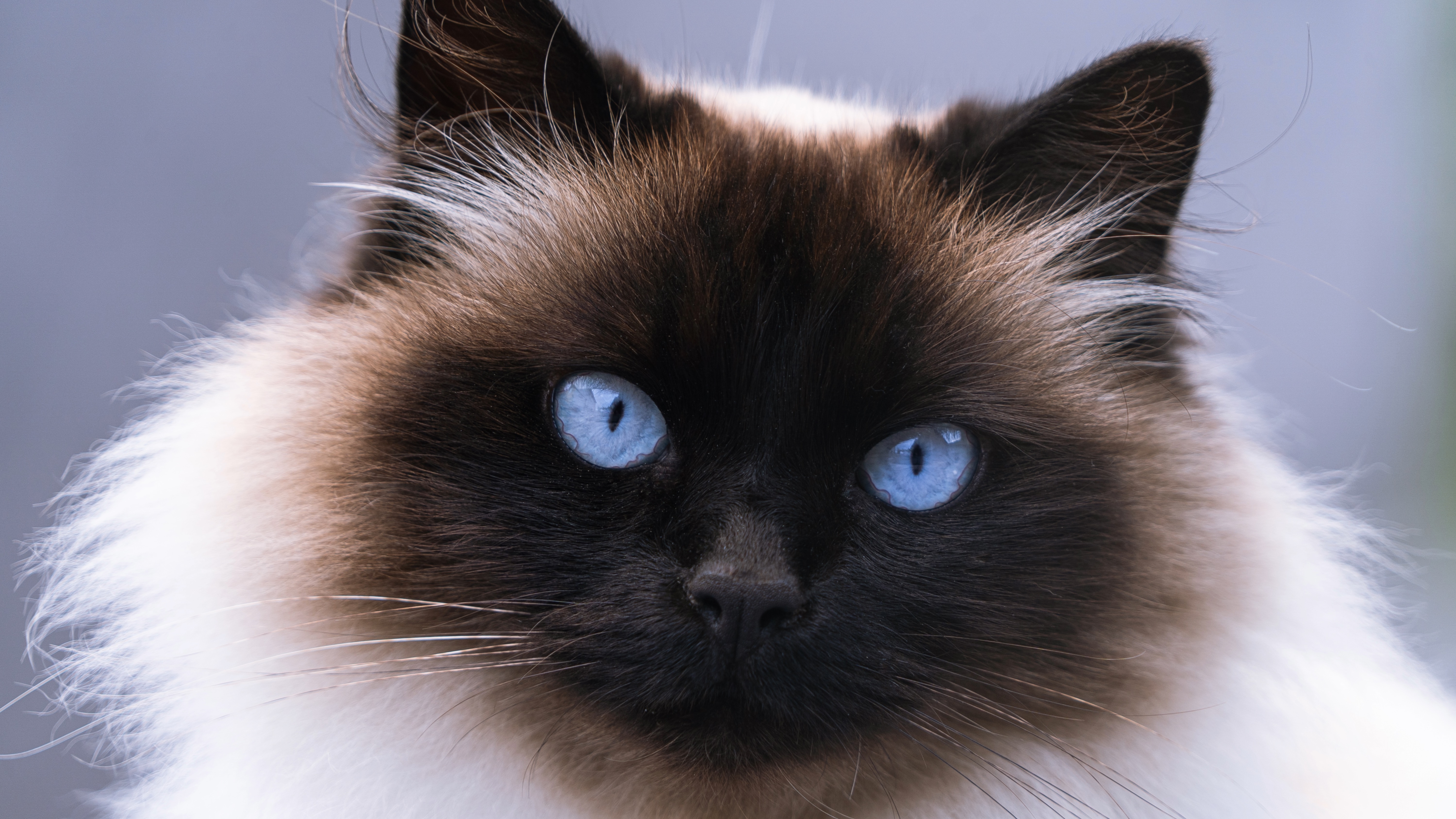 Himalayan cat