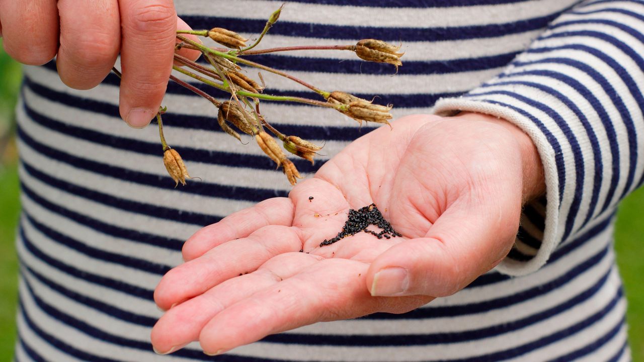 collecting seeds from flowers - aquilegia flower seeds