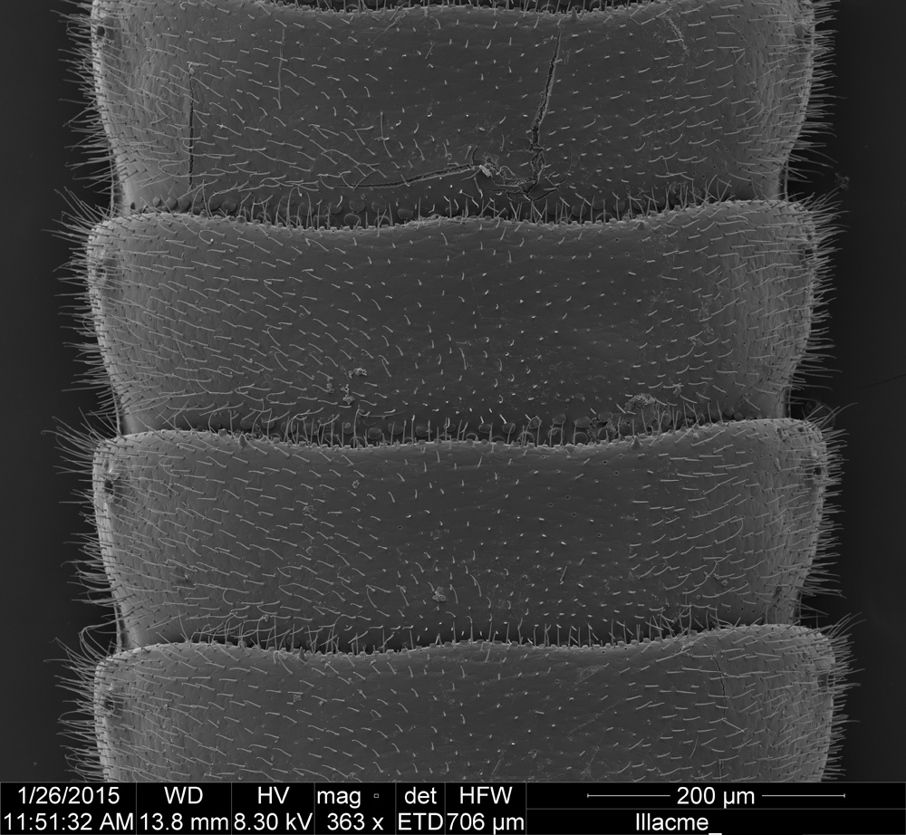 brand new millipede