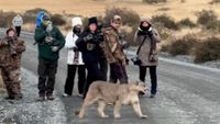 Puma walking in front of group of photographers.