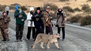 Puma walking in front of group of photographers.