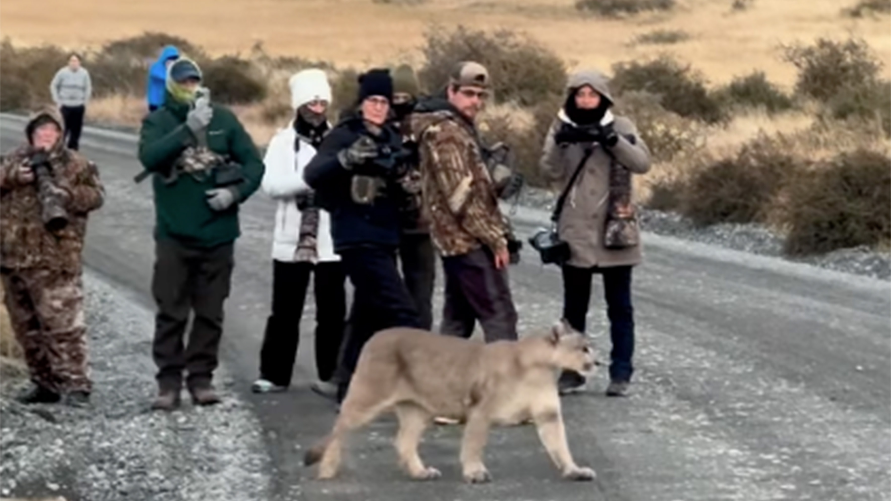 Puma walking in front of group of photographers. 