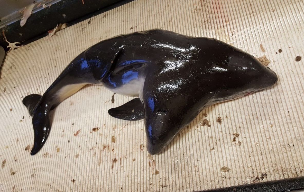 These two-headed conjoined porpoises were pulled up from the North Sea.