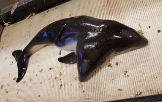 These two-headed conjoined porpoises were pulled up from the North Sea.