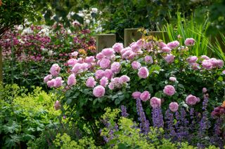 flowerbed filled with pink roses