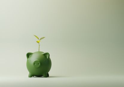 Plant growing out of Green Piggy Bank, best savings rates concept.