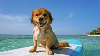 Dog on a surf board