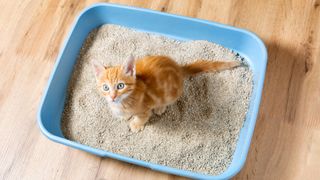 ginger kitten sat in an open litter tray