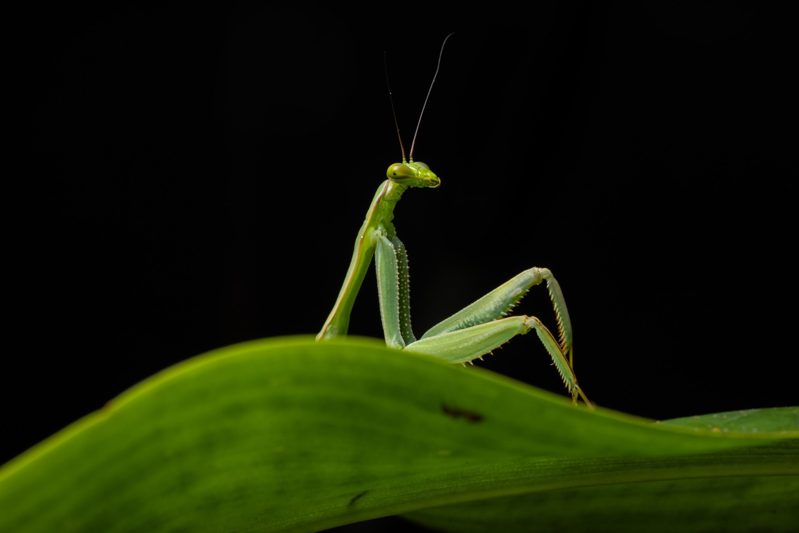A mantis appears to lounge on a leaf in Peru.
