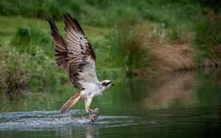 osprey catching fish over river bird in flights