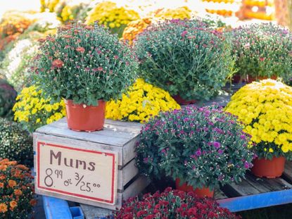 Many pot of chrysanthemums for sale with a sign that reads &quot;Mums 8.99 or 3/25&quot;