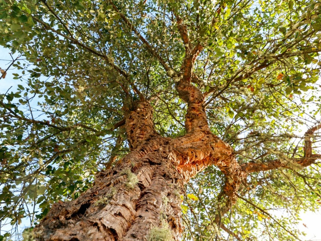 Tall Cork Oak Tree