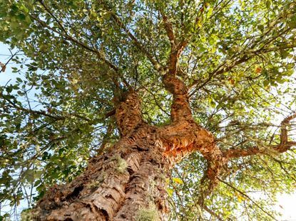 Tall Cork Oak Tree