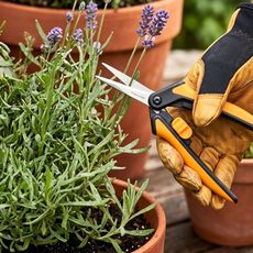 AI generated image of Fiskars Micro-Tip SP13 snips being used to trim and deadhead a pot of lavender