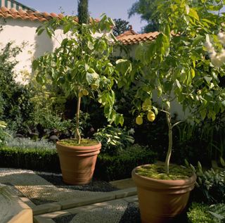 growing fruit in pots: lemon trees