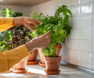 A woman's hands touch a basil plant growing in a terra cotta pot on a kitchen counter