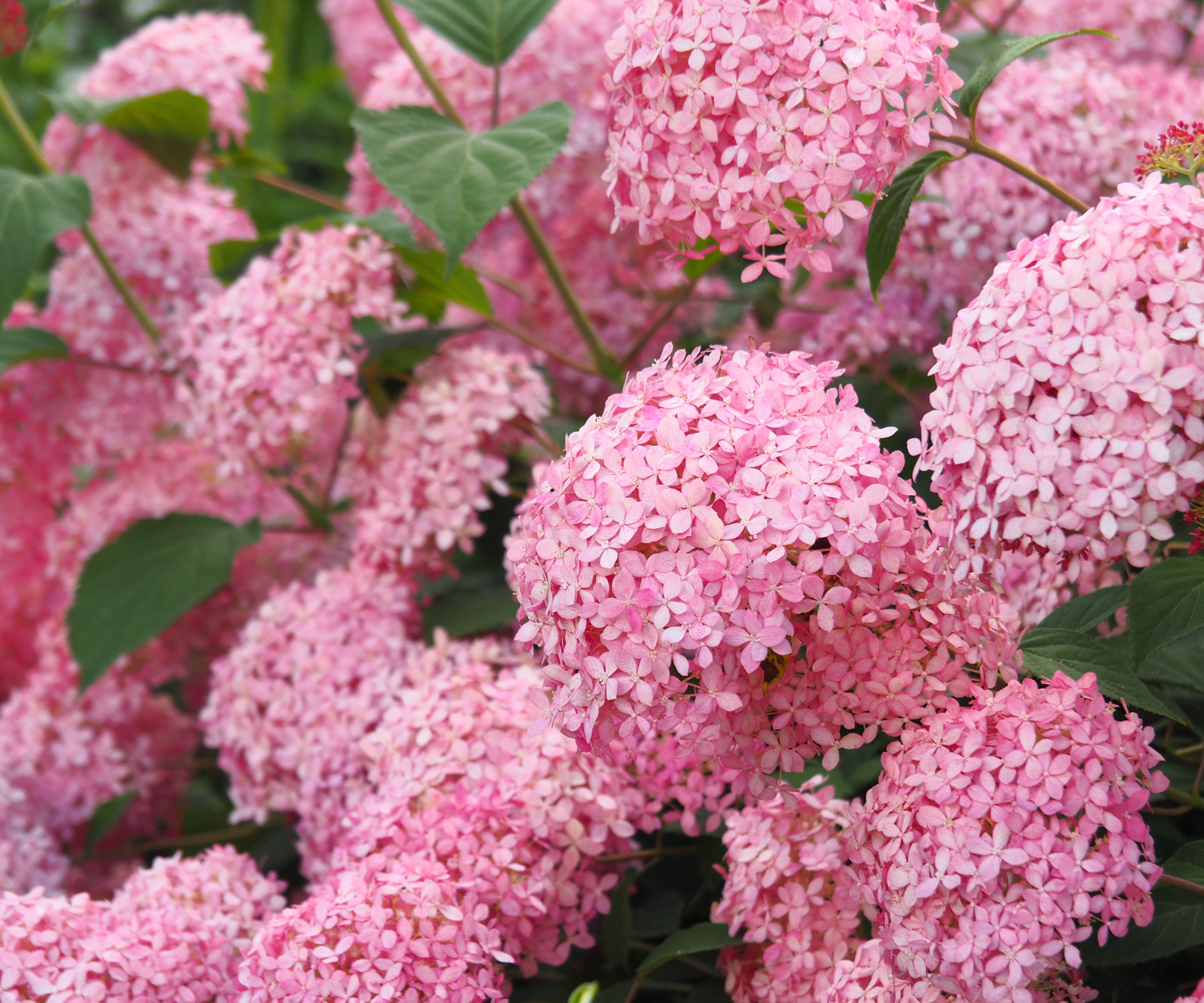 Invincibelle hydrangea with fluffy pink flower heads