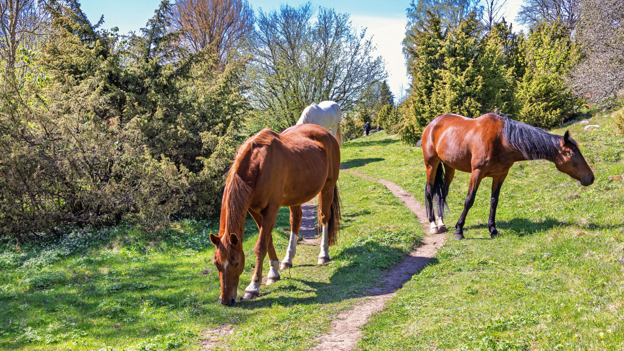 Pictured horses grazing by a public footpath.