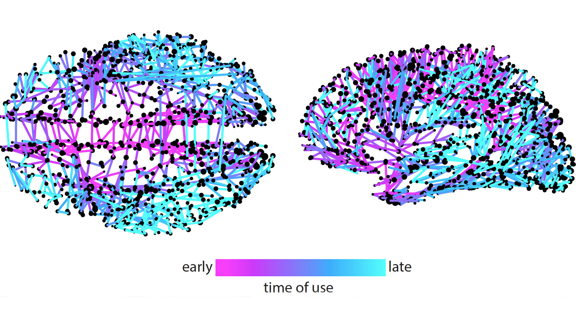 Information spreads through your brain like it does on Twitter