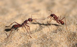Ants meet and communicate