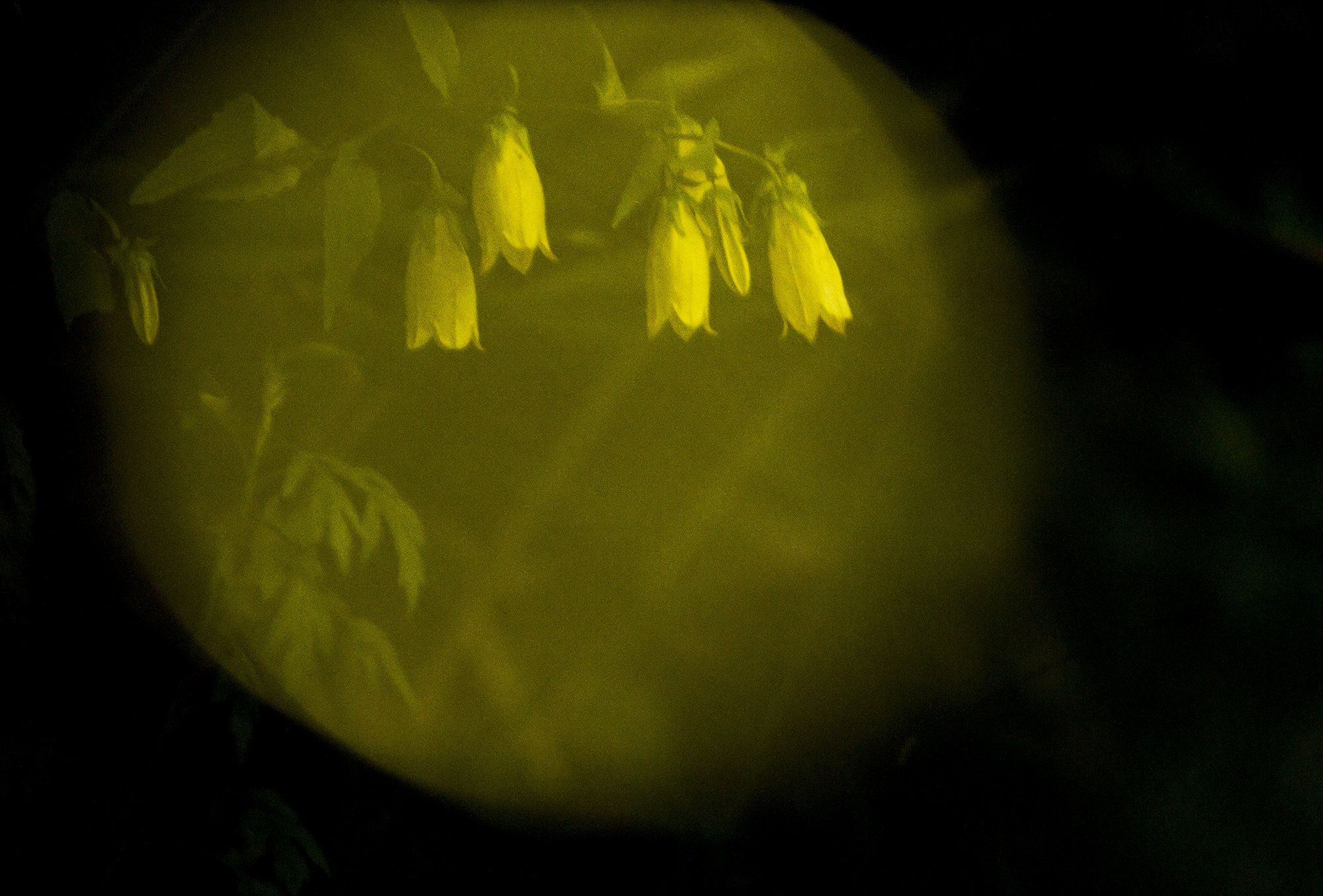 Kazuaki Koseki's entry 'Full Moon Flower'