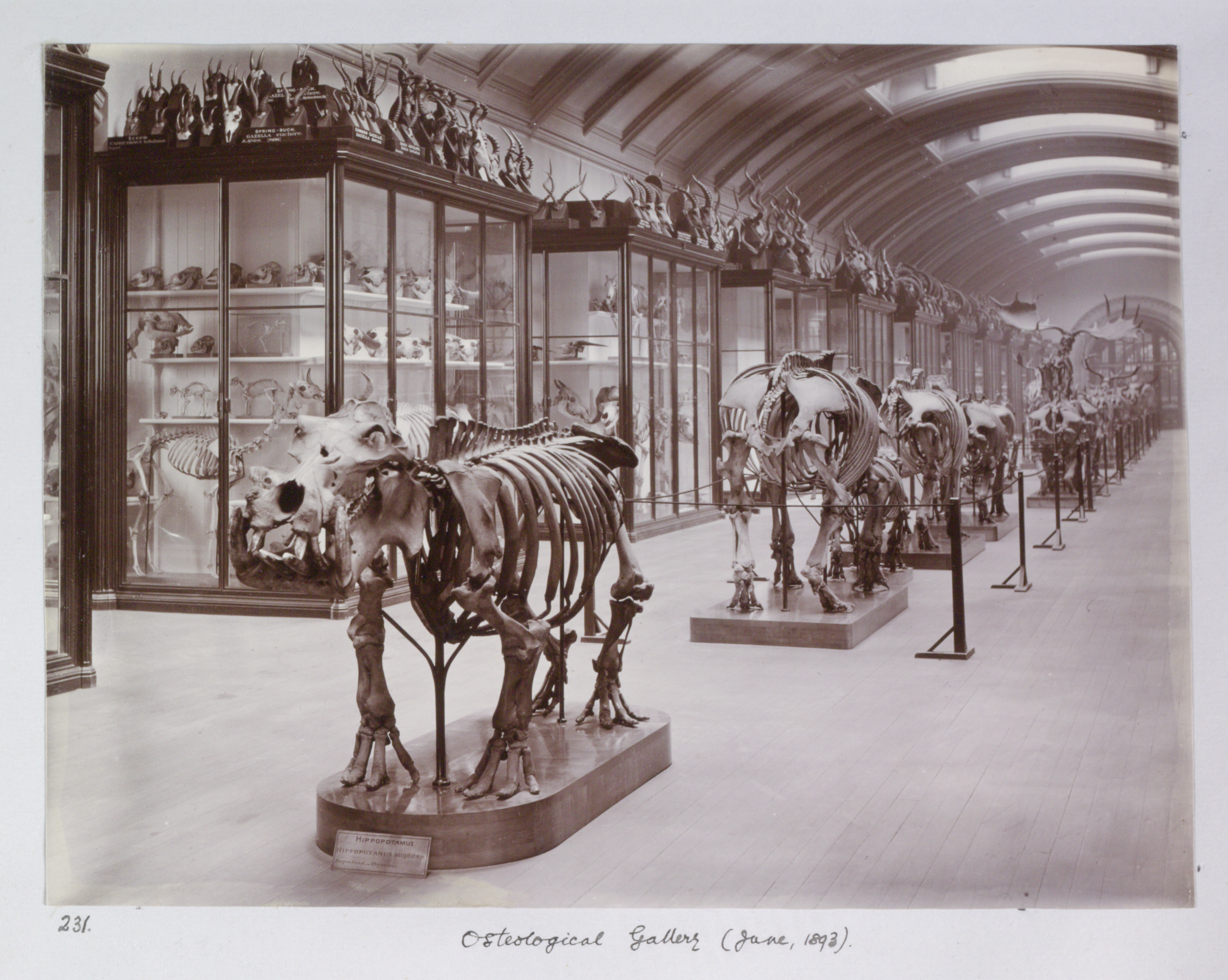 an image of the gallery in 1893 when it was an Osteology gallery