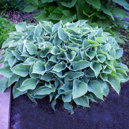 Blue green hosta
